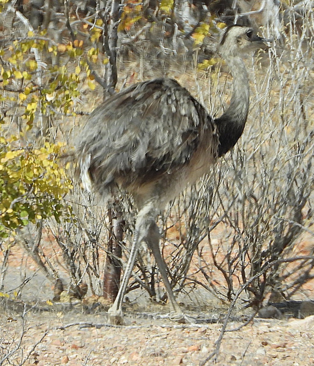 Greater Rhea - ML644715837