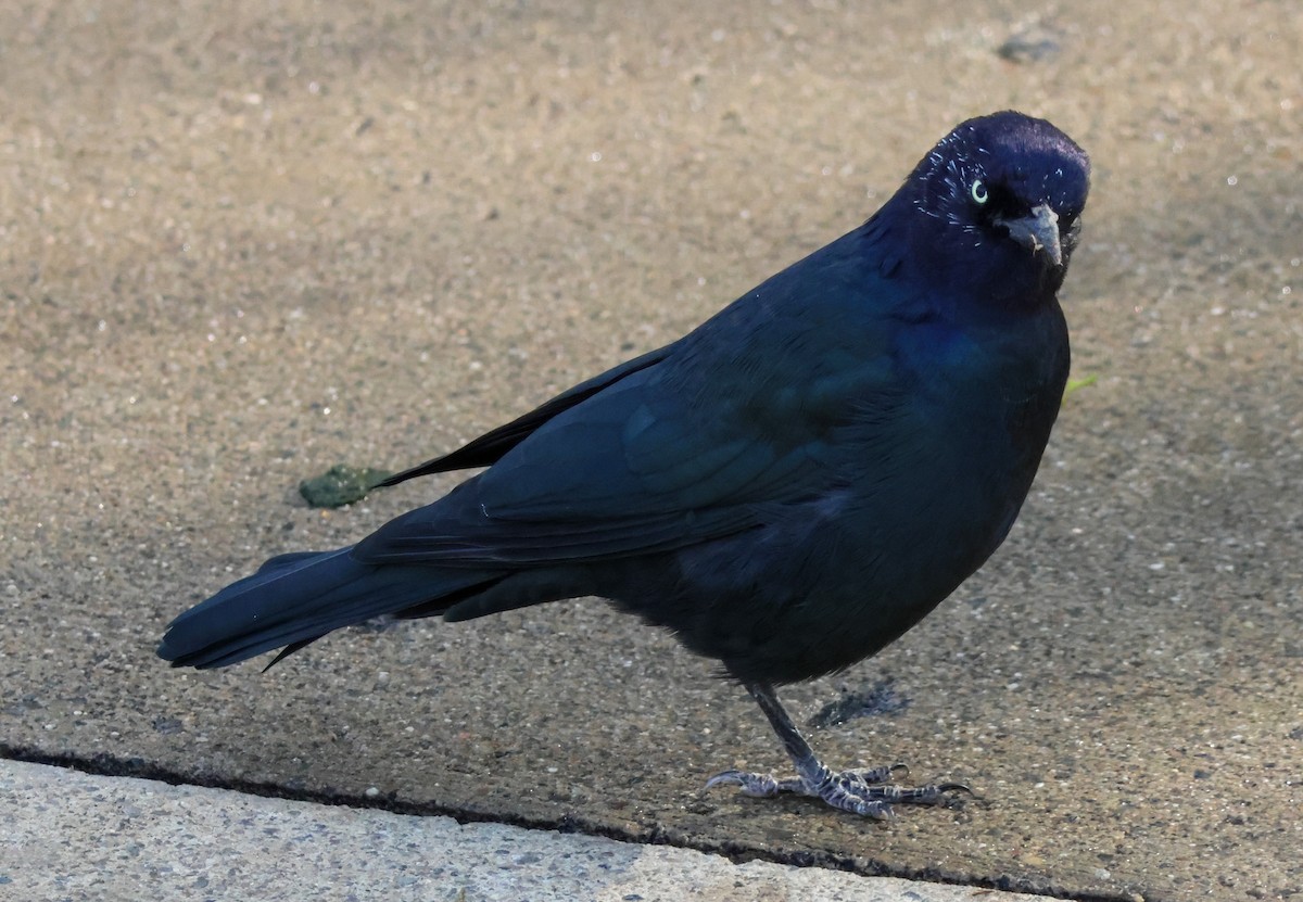 Brewer Karatavuğu - ML644715839