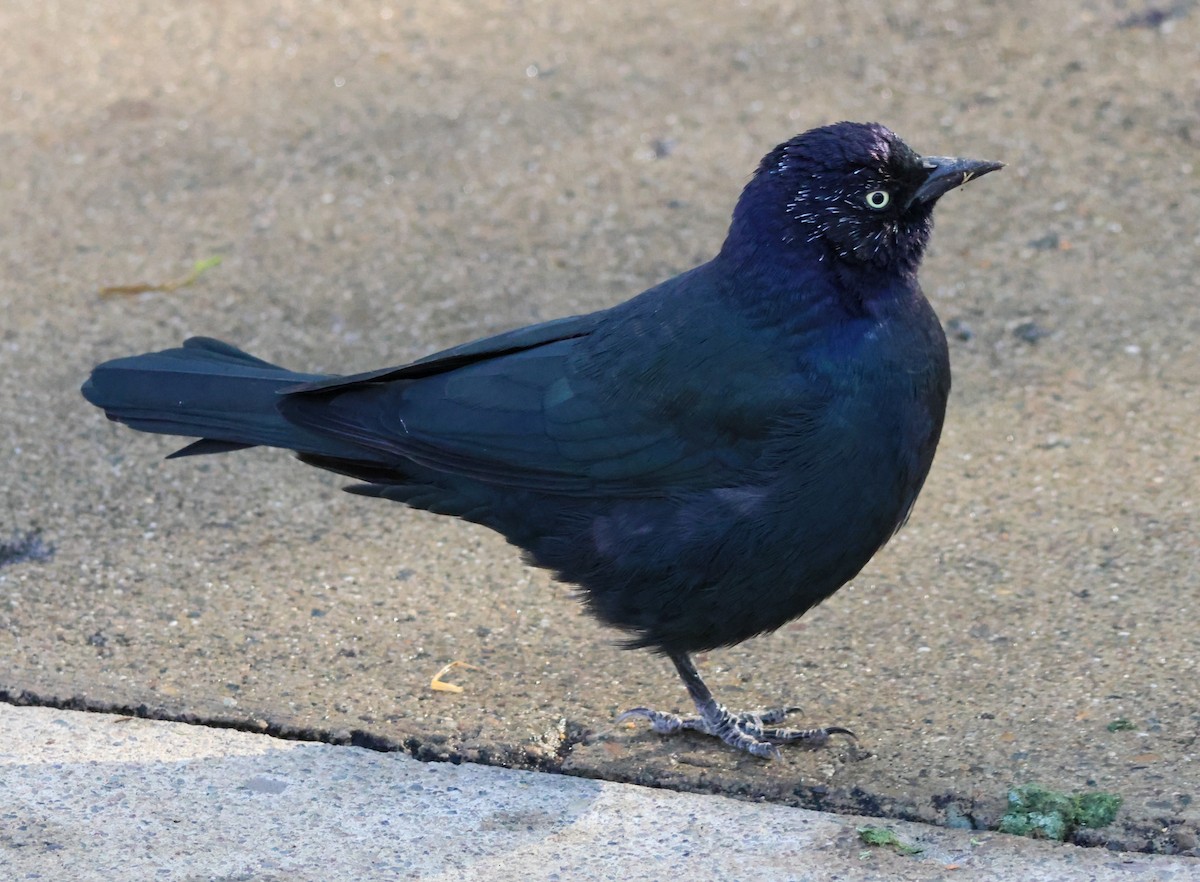 Brewer Karatavuğu - ML644715840