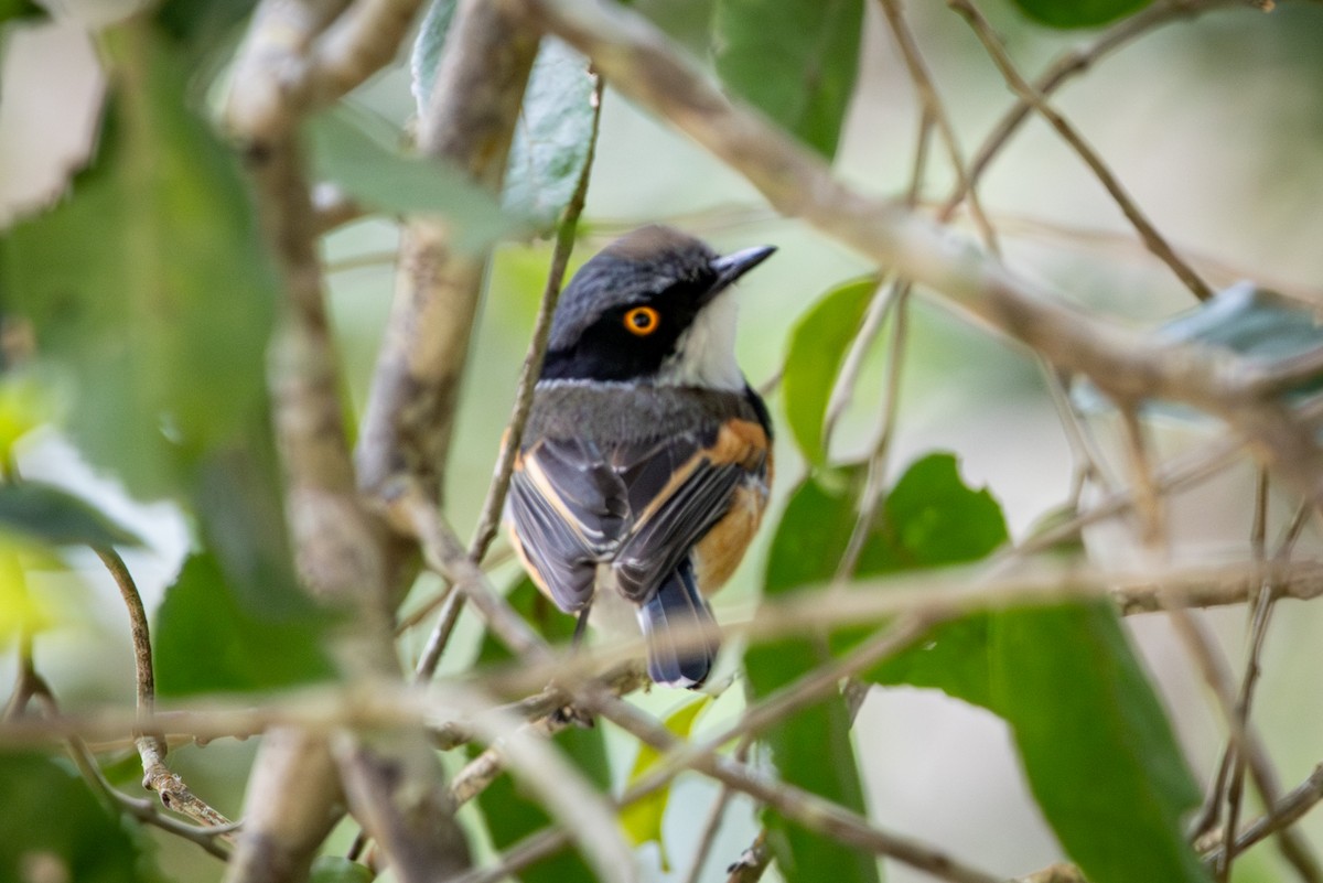 Cape Batis - ML644715852