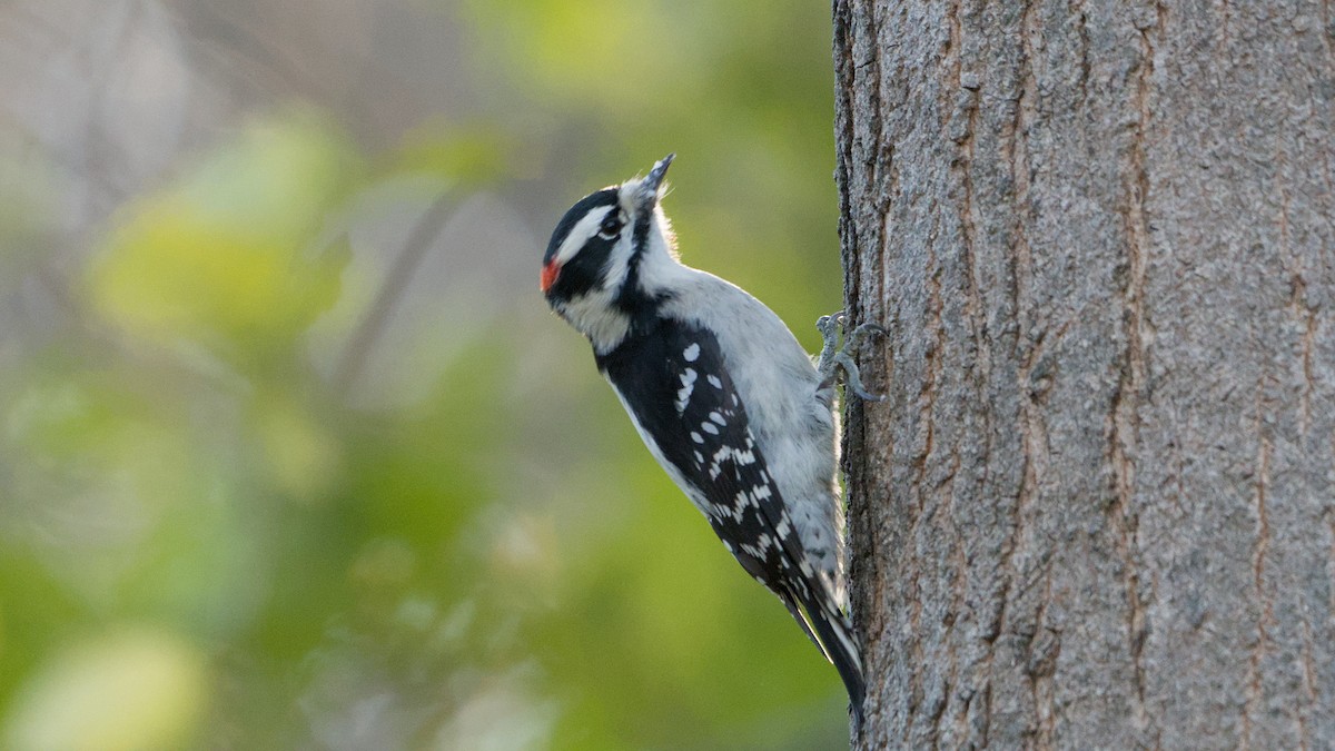 Pic mineur - ML644715862