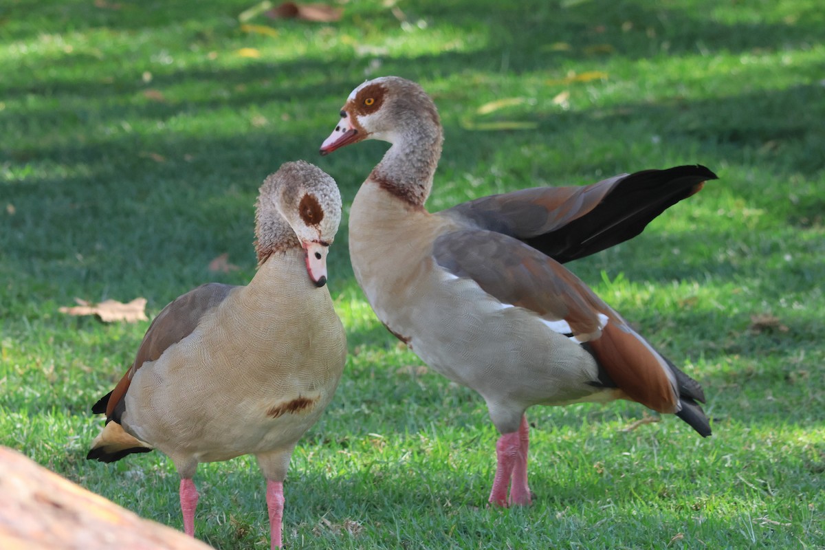 Egyptian Goose - ML644715863