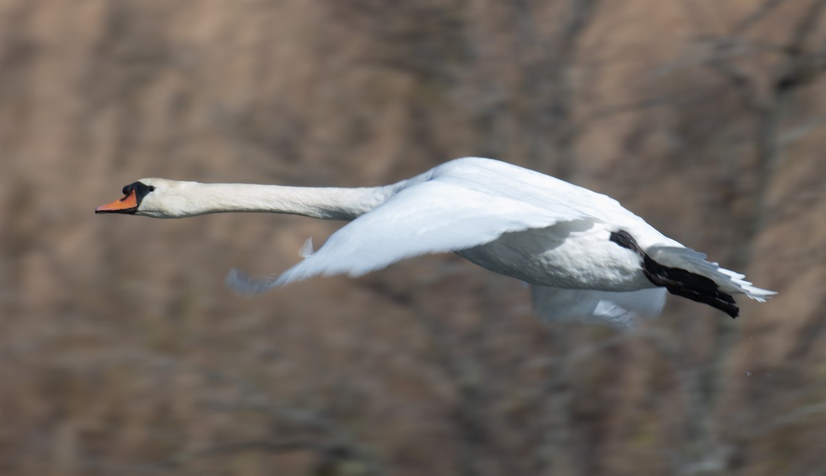 Лебідь-шипун - ML644715864