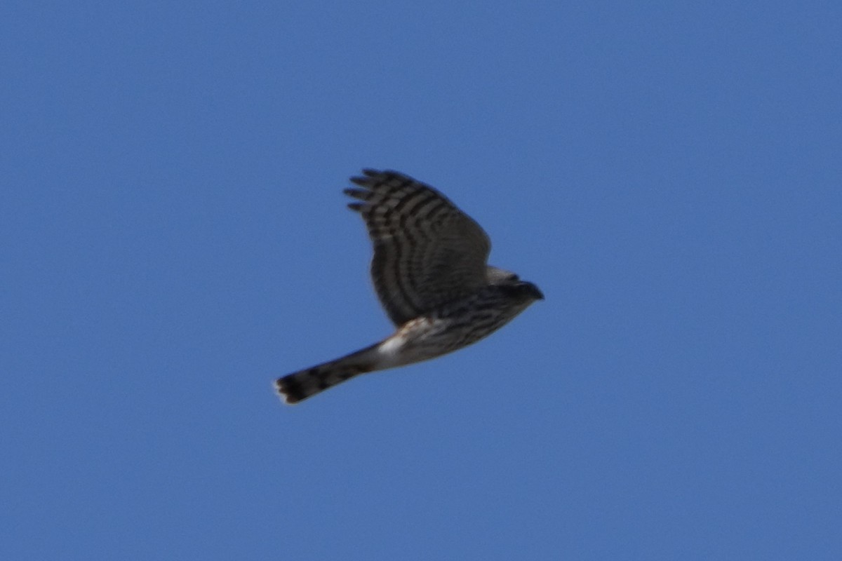 Sharp-shinned Hawk - ML644715882