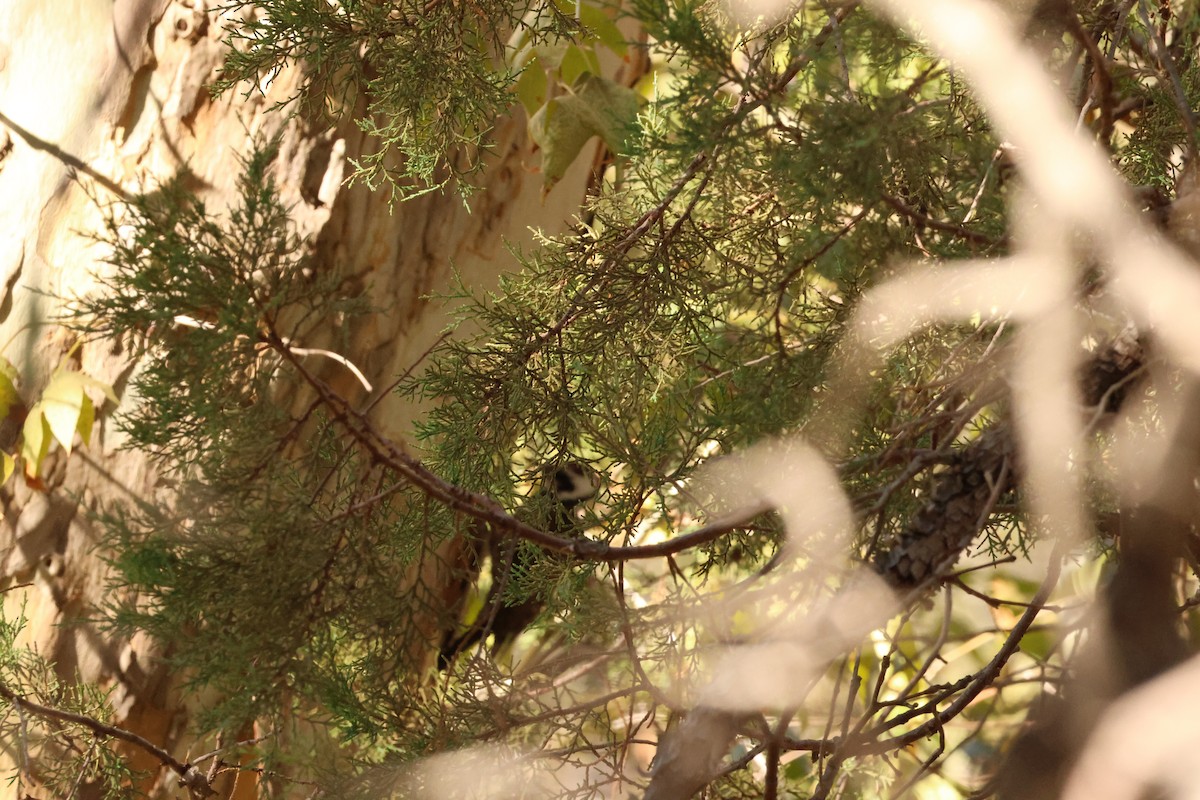 Rotnacken-Saftlecker - ML644715883