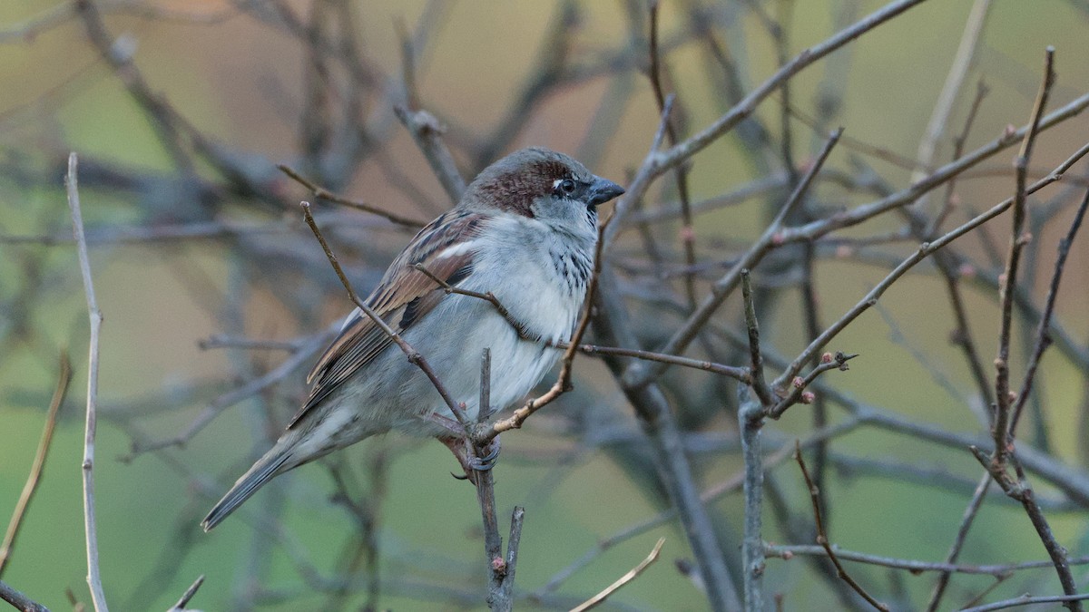House Sparrow - ML644715886