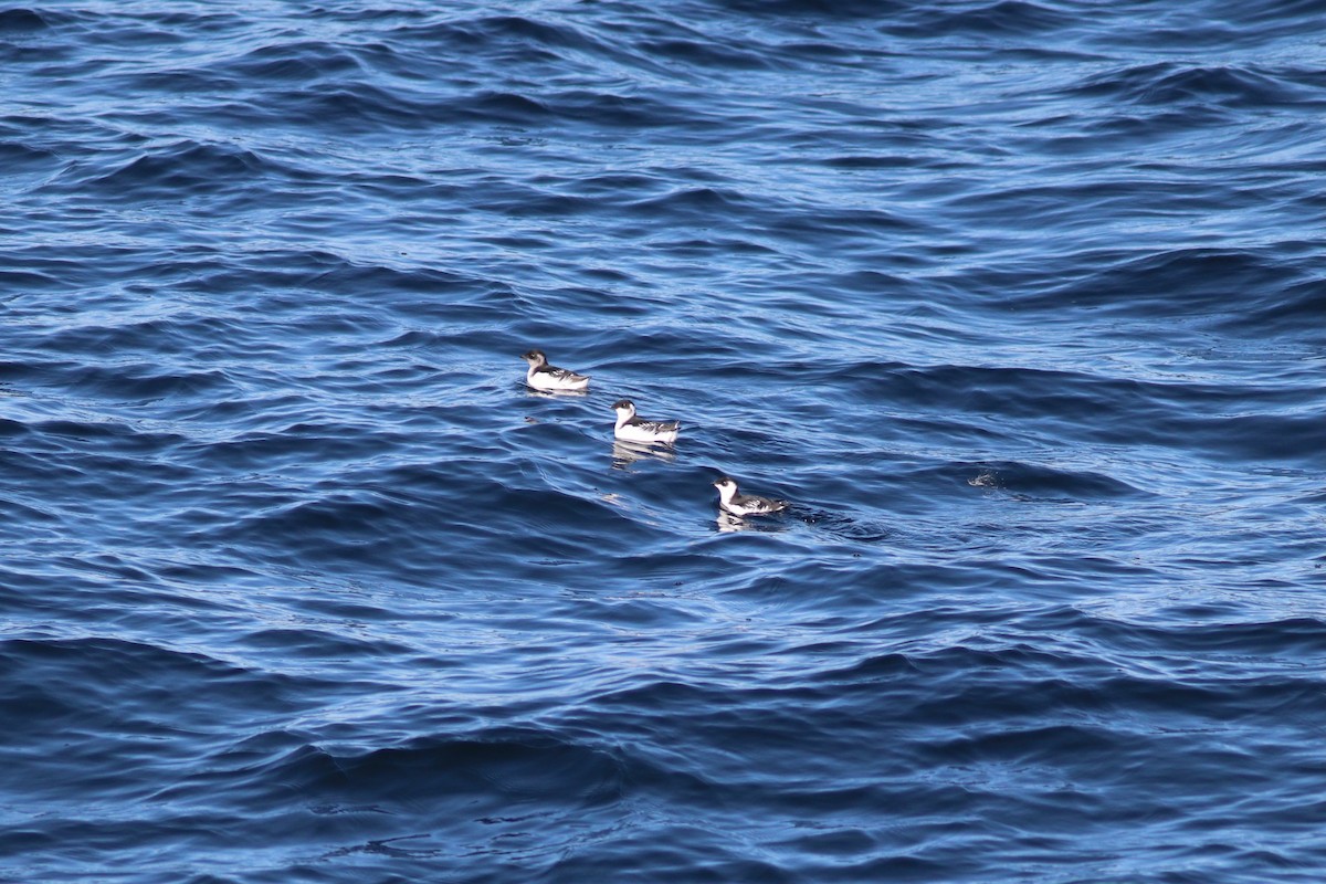 Dovekie - ML644715900