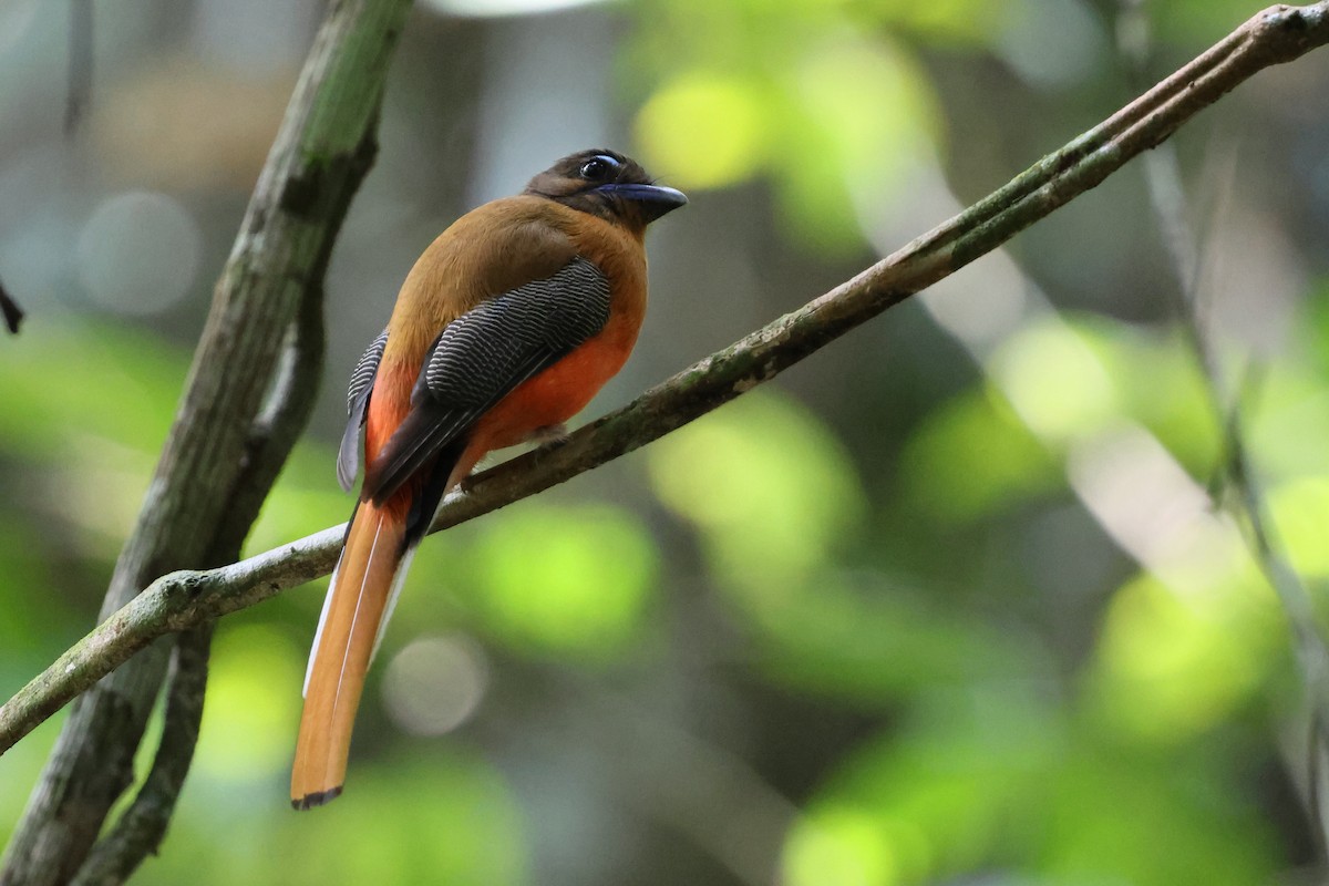 Diard's Trogon - ML644715908