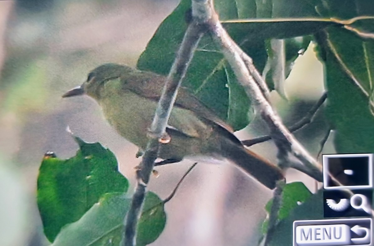 Fraser's Sunbird - ML644715935