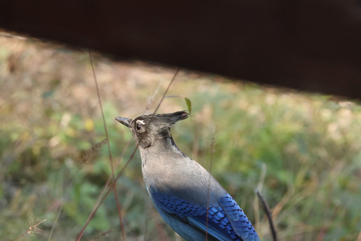 Steller Kargası - ML644715948