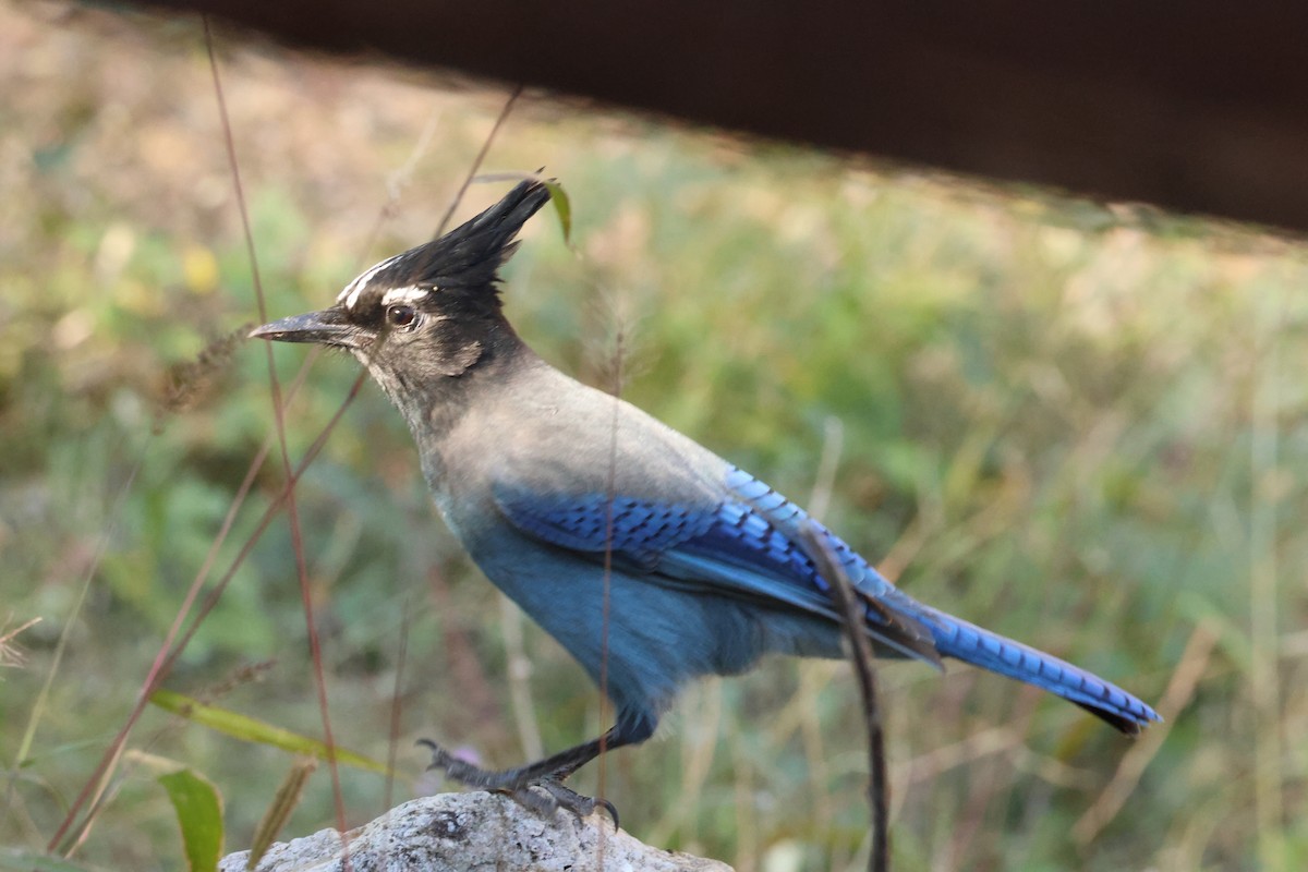 Steller Kargası - ML644715949