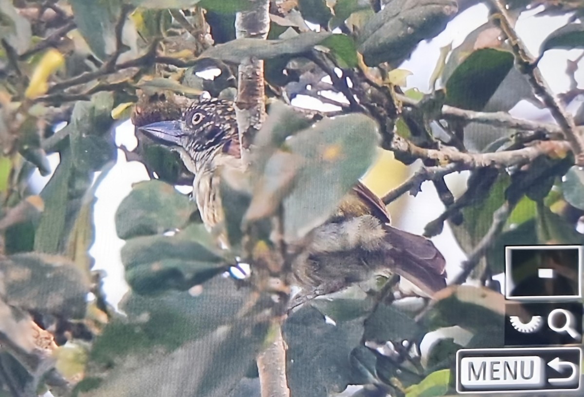 vousáček šupinkový - ML644715969