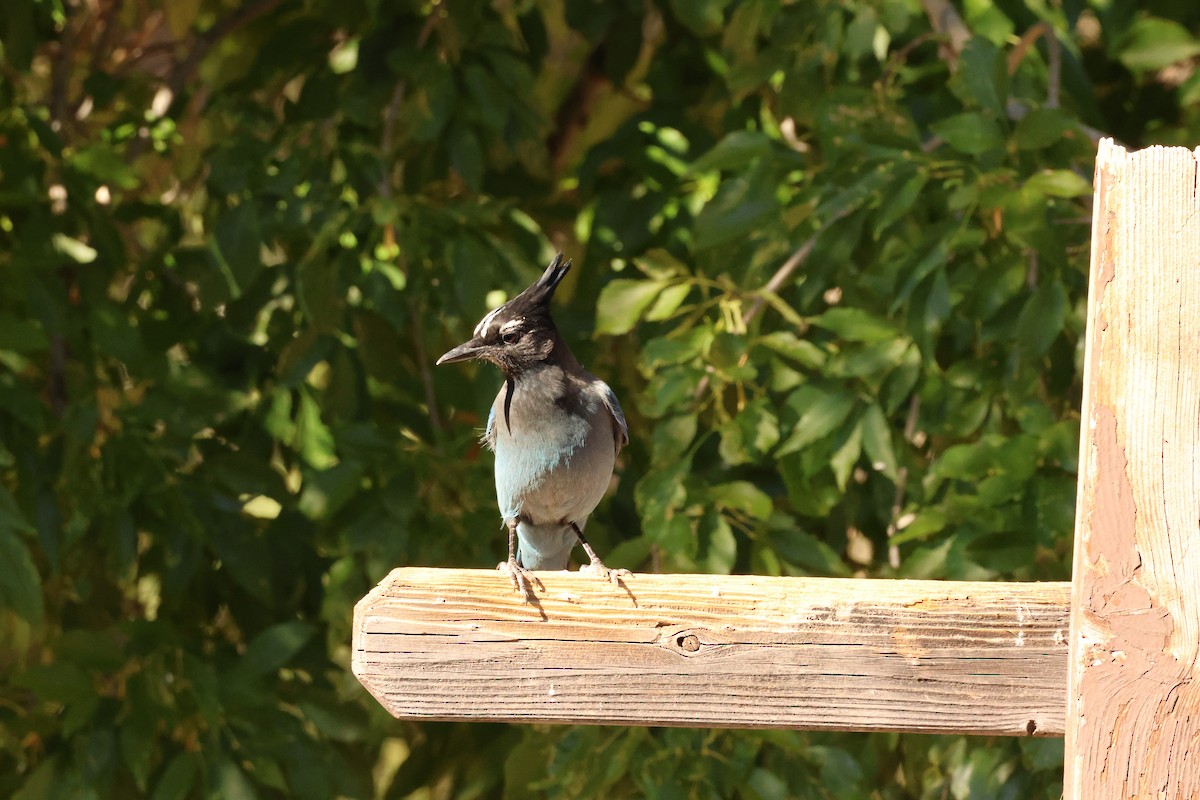 Steller Kargası - ML644715973