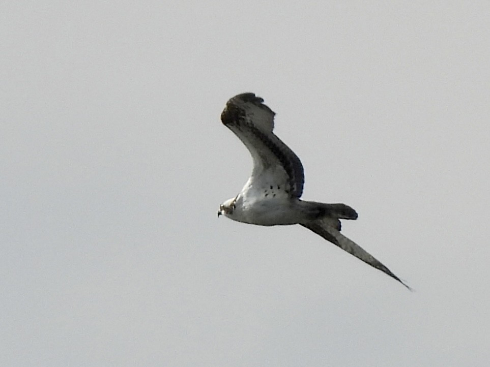 Osprey - ML644715976