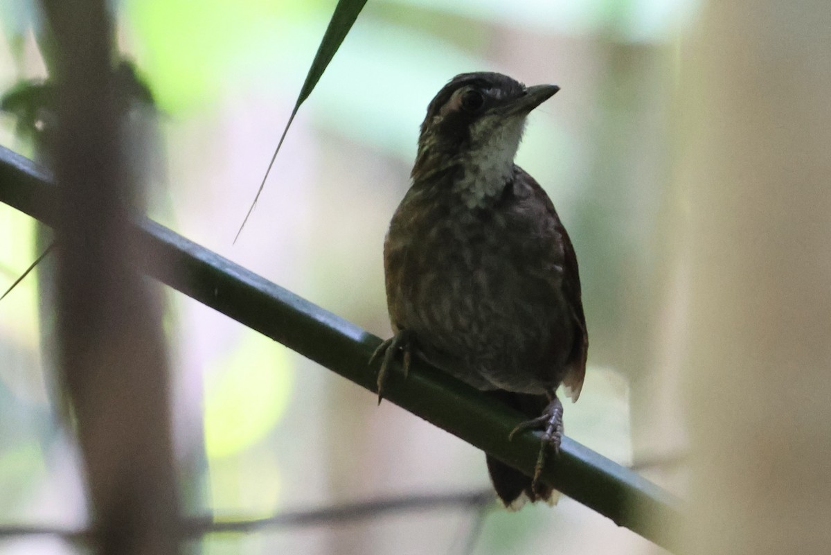 Large Wren-Babbler - ML644715977