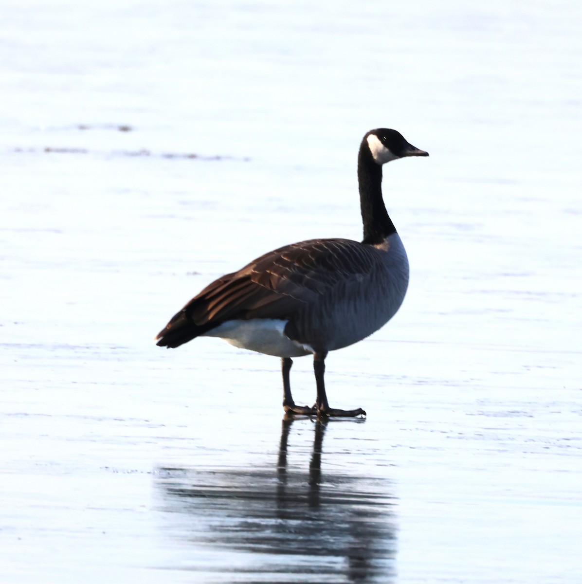 カナダガン - ML644715983