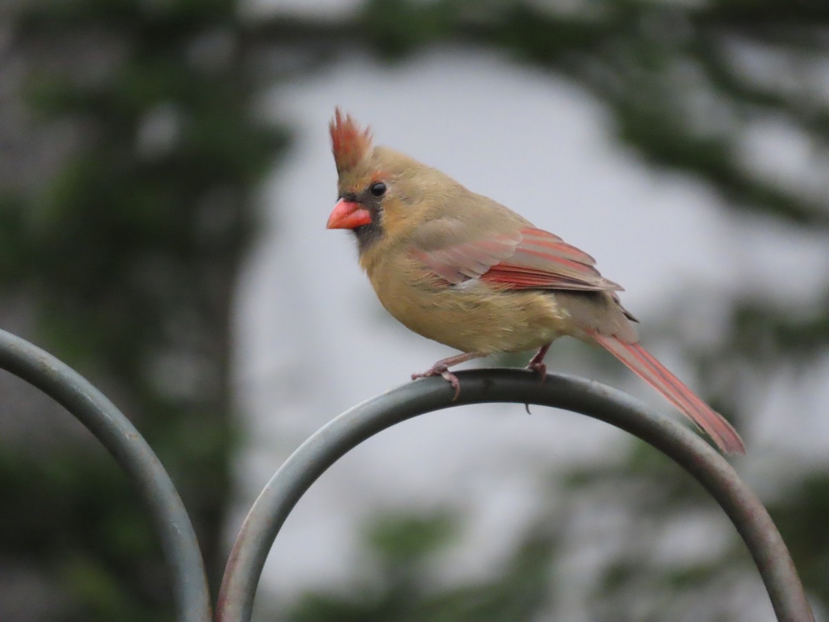 Красный кардинал - ML644715985