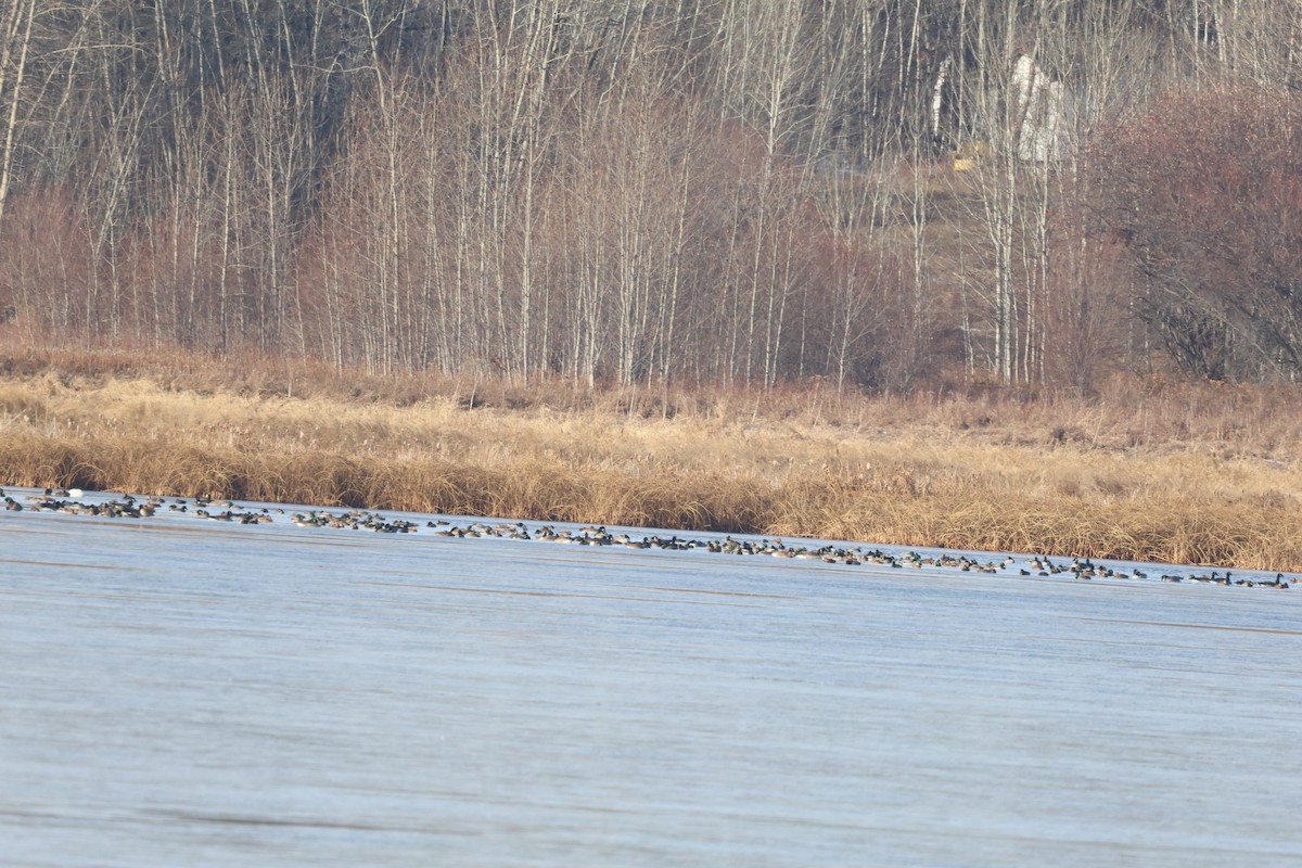 カナダガン - ML644715995