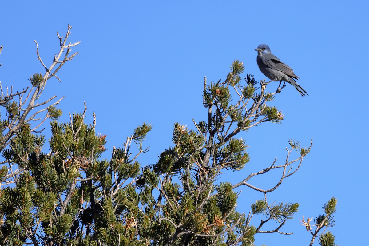 Сойка блакитна - ML644715997