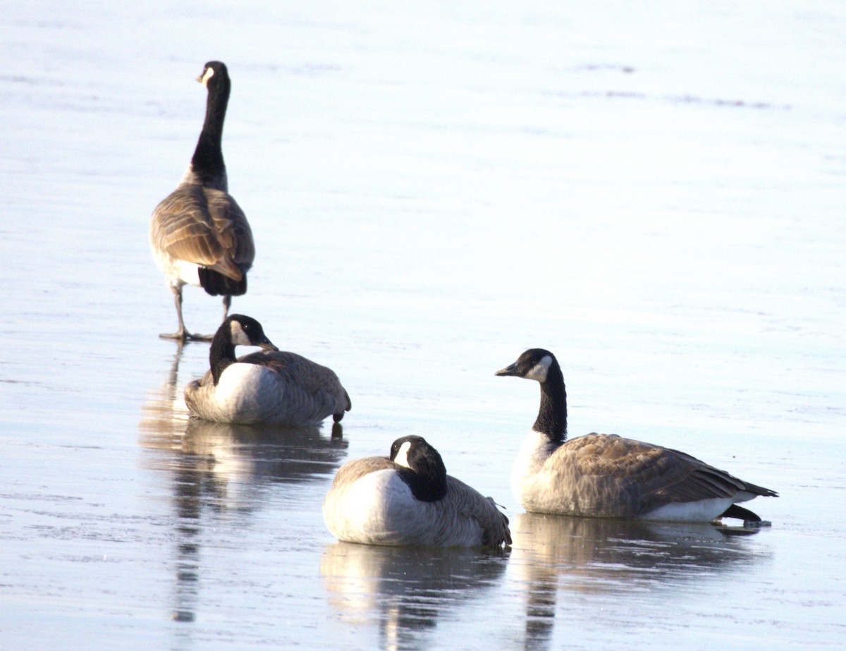 カナダガン - ML644716002