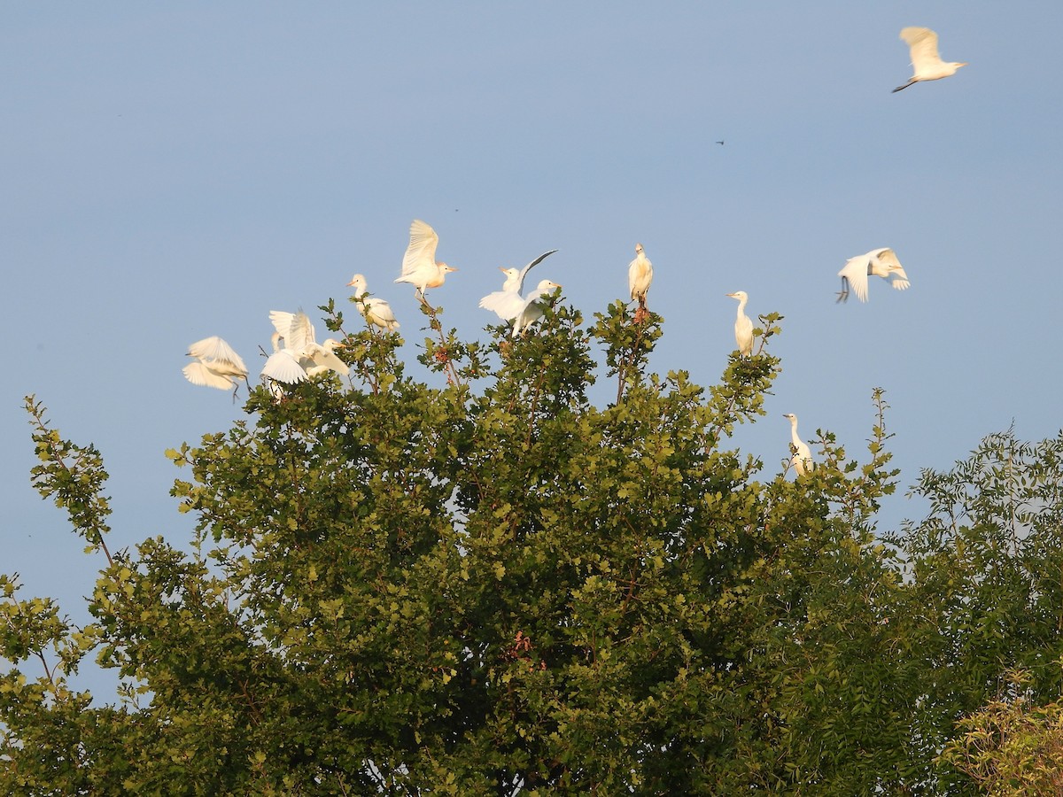 Western Cattle-Egret - ML644716003