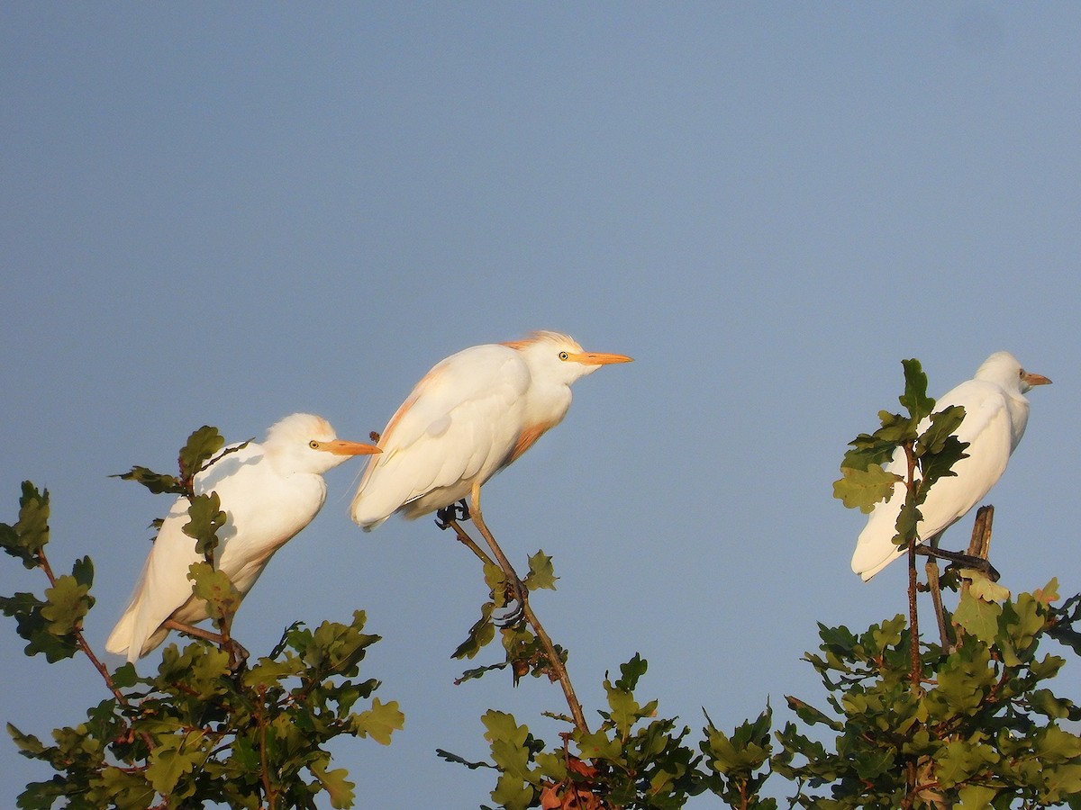 Western Cattle-Egret - ML644716004