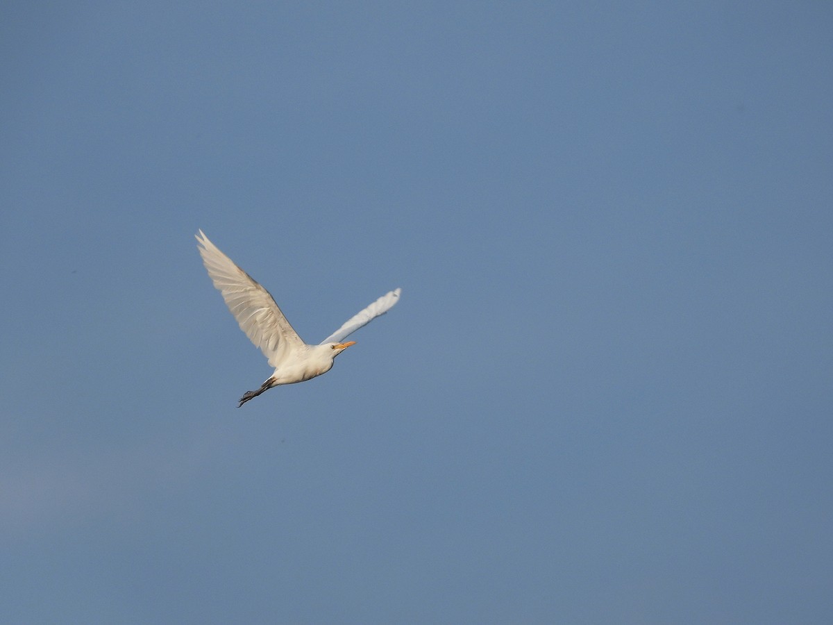 Western Cattle-Egret - ML644716005