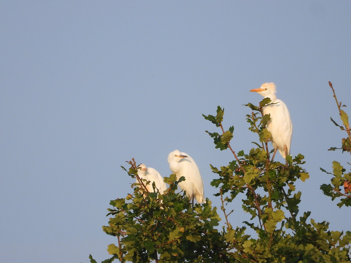 Western Cattle-Egret - ML644716006