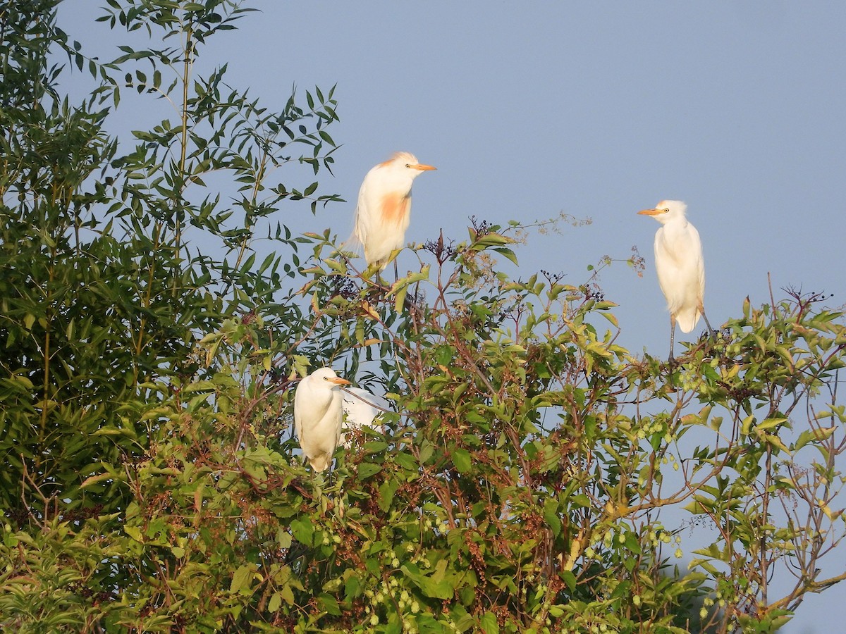 Western Cattle-Egret - ML644716007