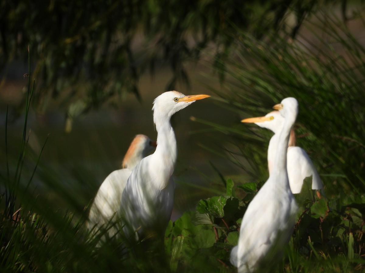 Western Cattle-Egret - ML644716009