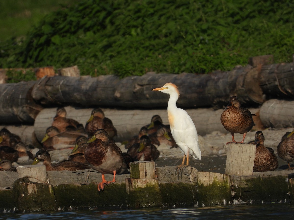 Western Cattle-Egret - ML644716010
