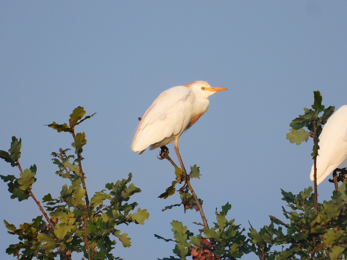 Western Cattle-Egret - ML644716011