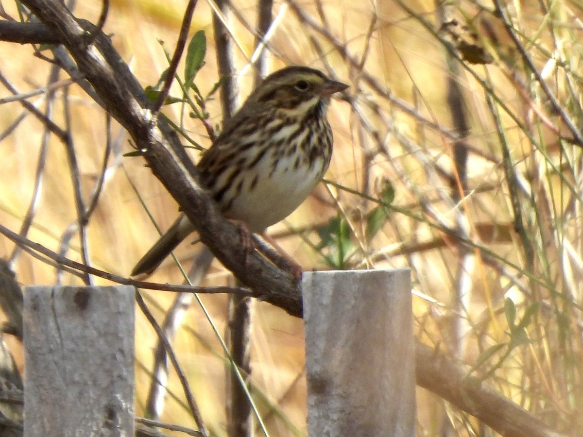 Savannah Sparrow - ML644716014