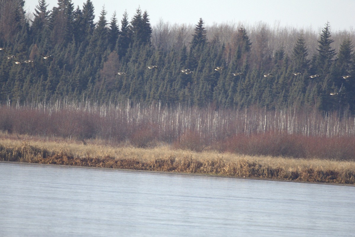 カナダガン - ML644716016