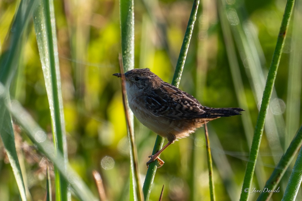 Cucarachero Culibarrado - ML644716017