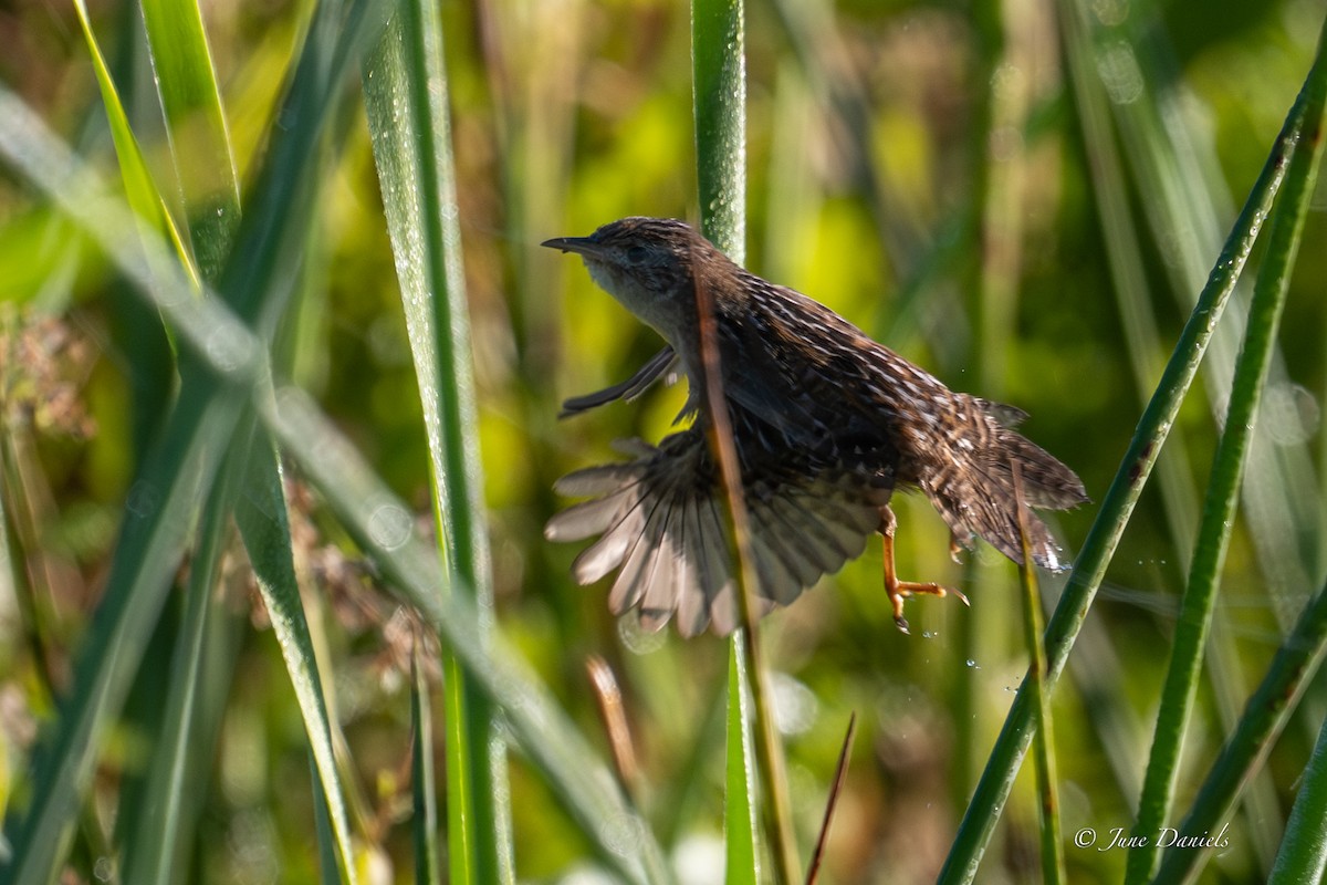 Cucarachero Culibarrado - ML644716018