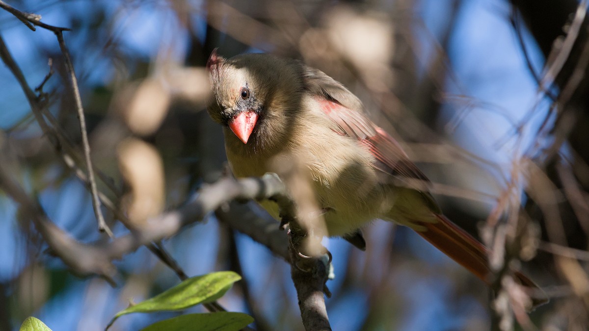 Красный кардинал - ML644716019