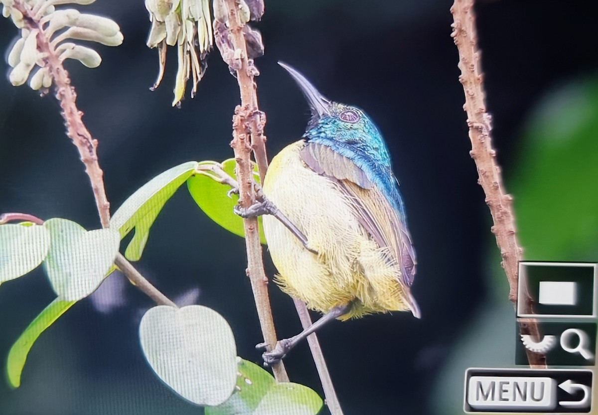 Collared Sunbird - ML644716022