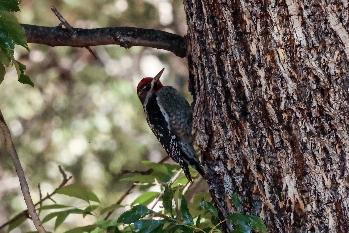 Rotnacken-Saftlecker - ML644716023