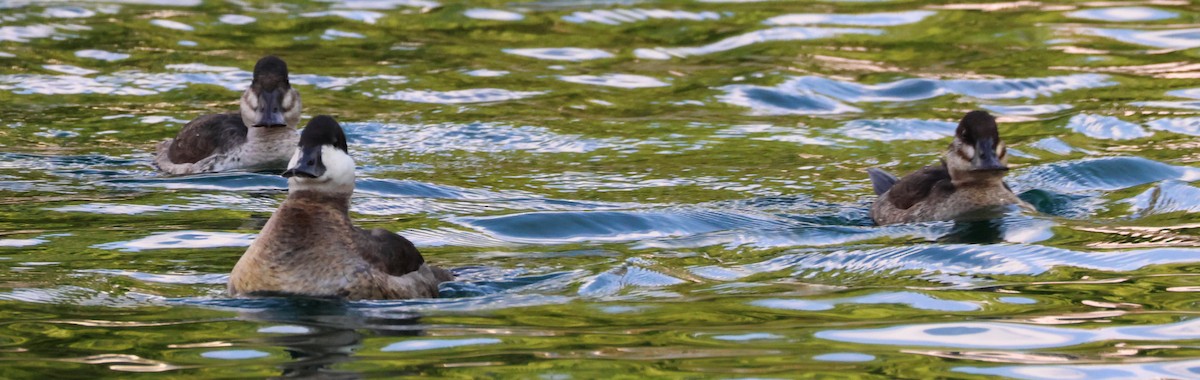 Schwarzkopf-Ruderente - ML644716024