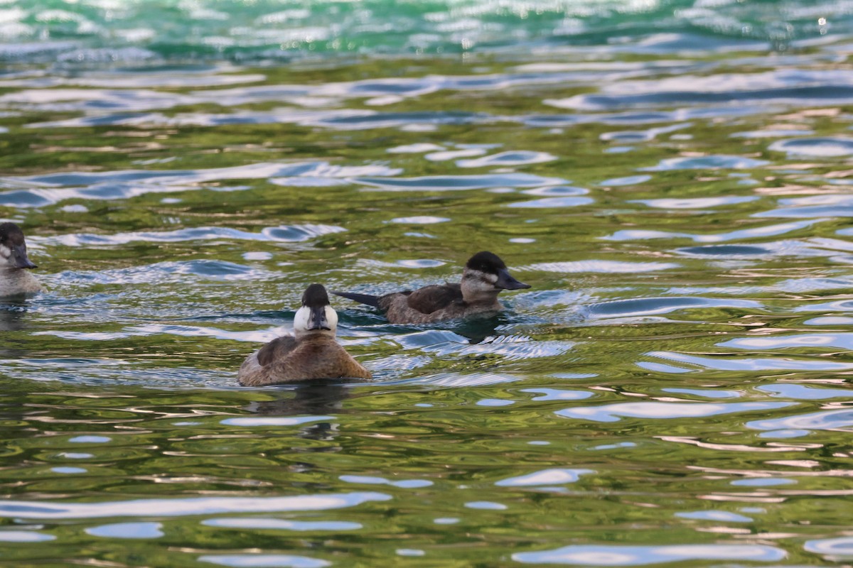 Schwarzkopf-Ruderente - ML644716025