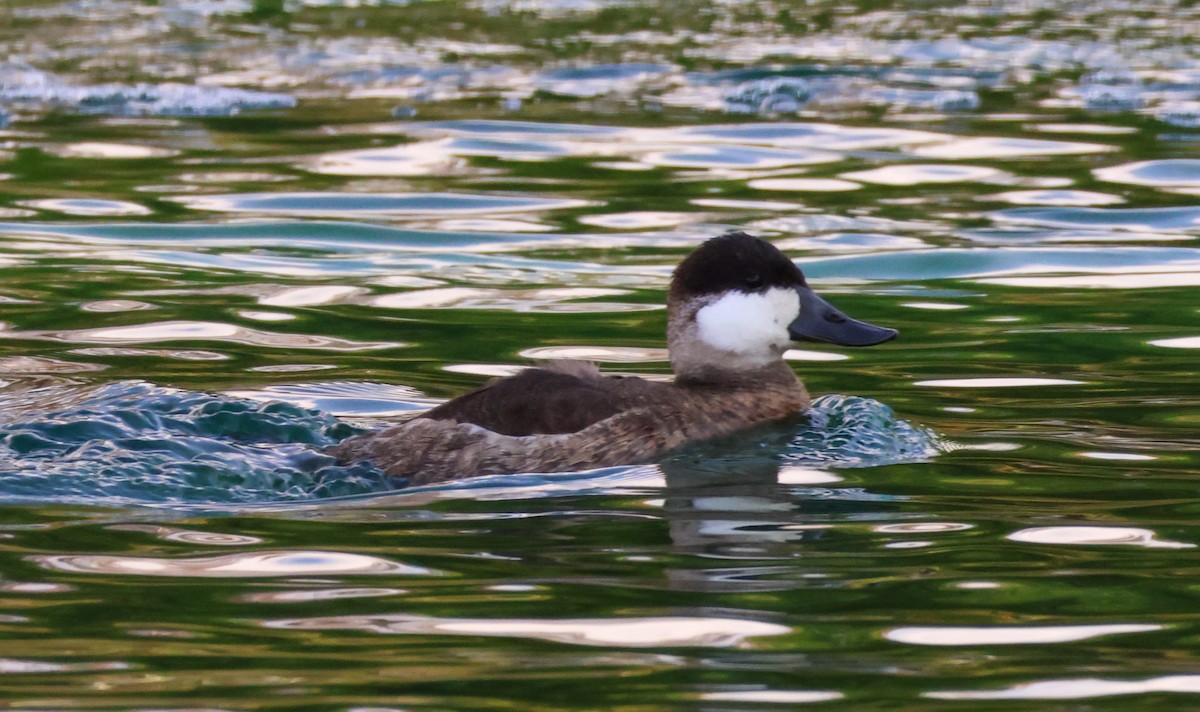 Schwarzkopf-Ruderente - ML644716026