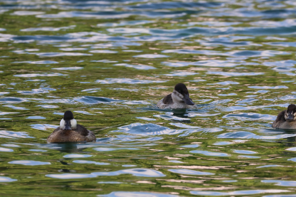 Schwarzkopf-Ruderente - ML644716027