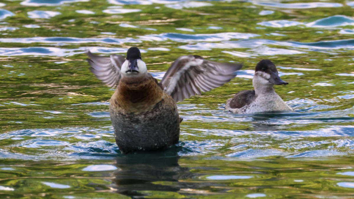 Schwarzkopf-Ruderente - ML644716028