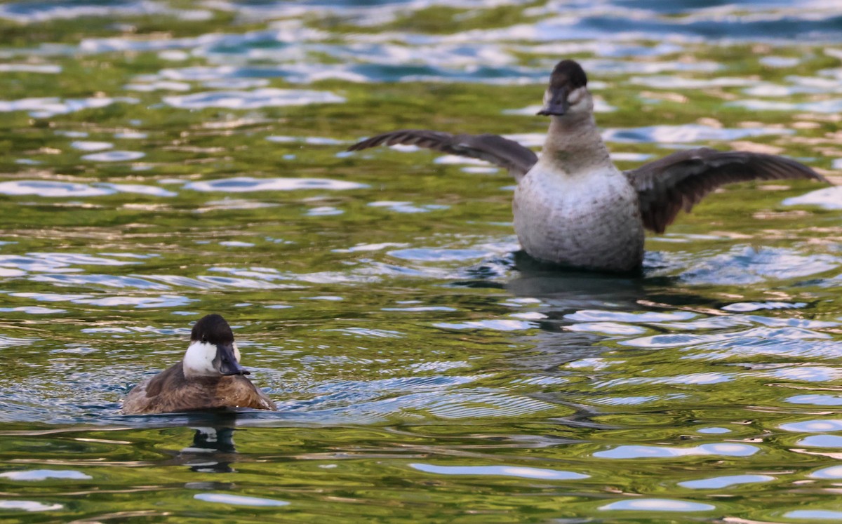 Schwarzkopf-Ruderente - ML644716029