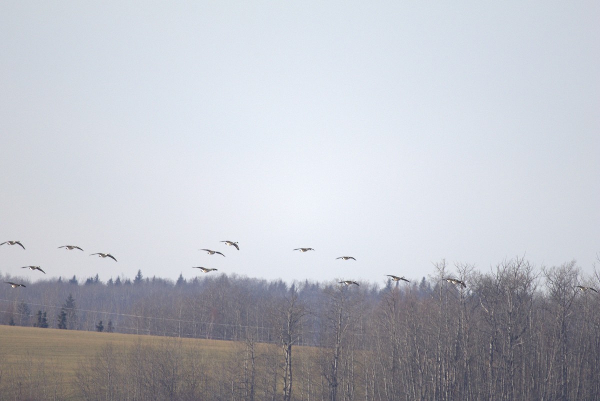 カナダガン - ML644716030