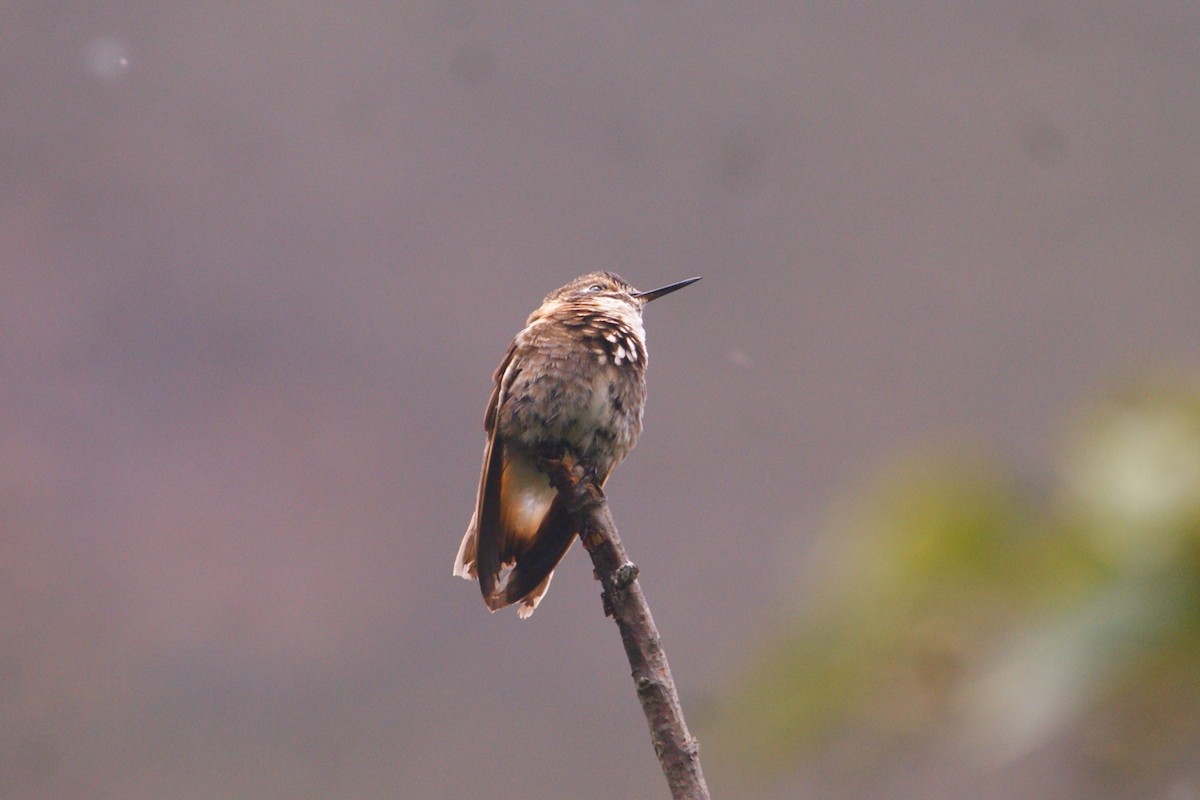Purple-backed Sunbeam - ML644716031