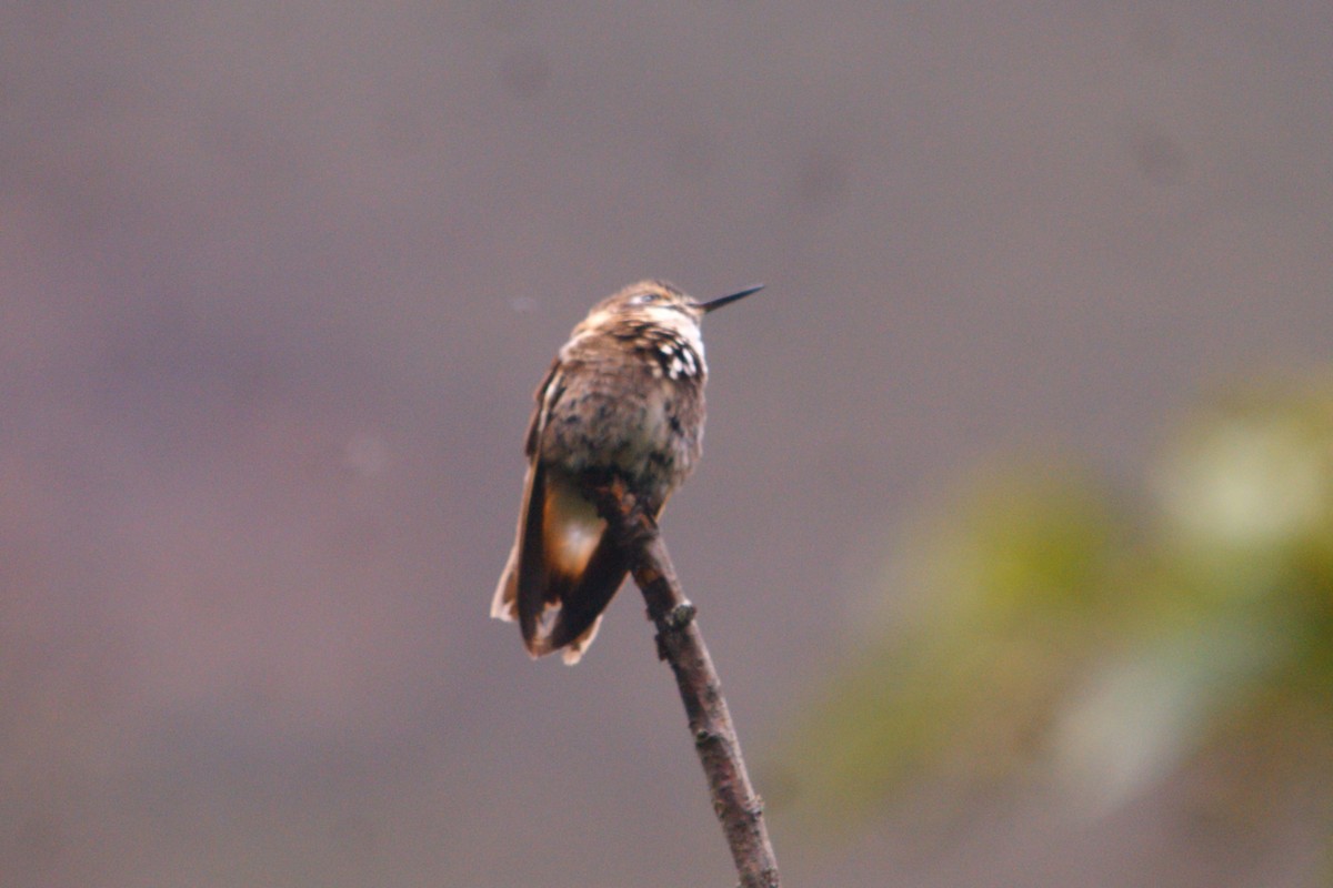 Purple-backed Sunbeam - ML644716038