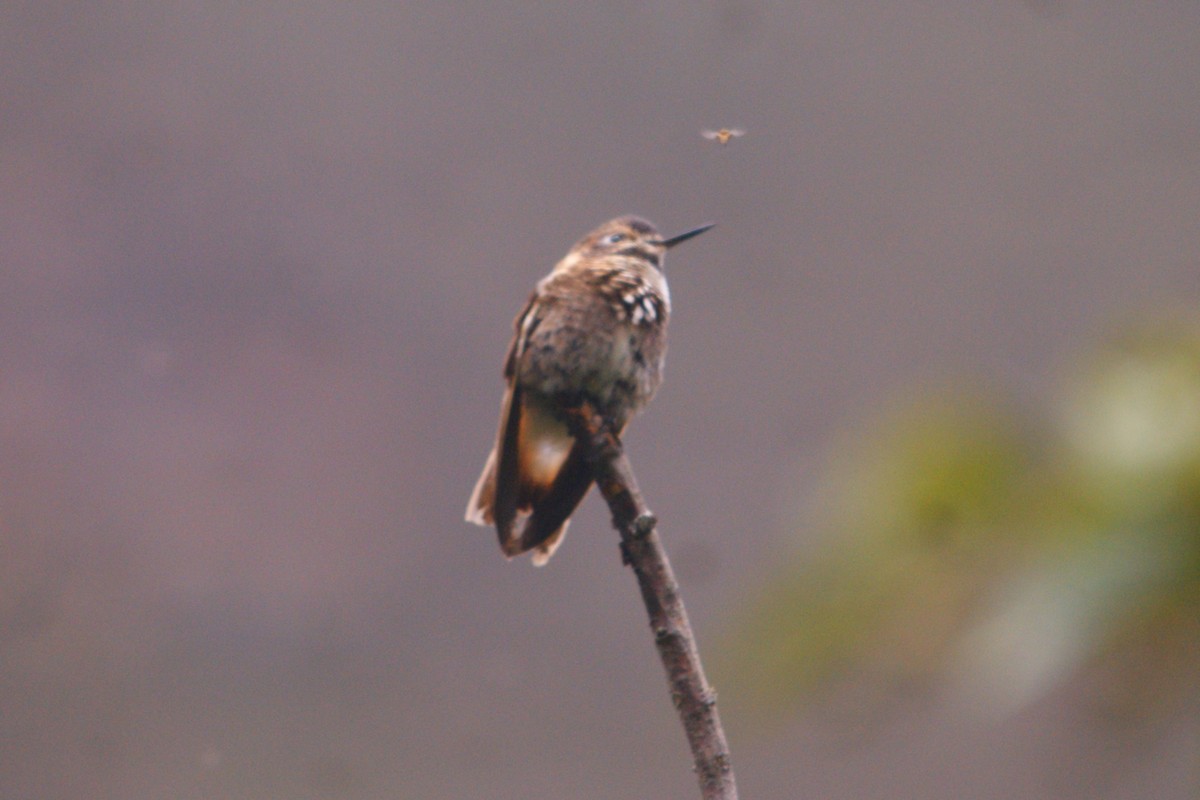 Purple-backed Sunbeam - ML644716040