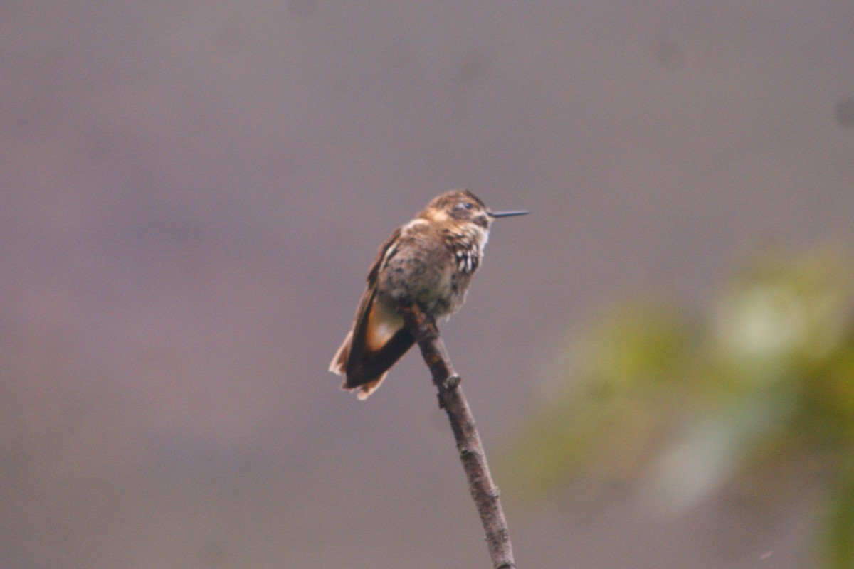 Purple-backed Sunbeam - ML644716041